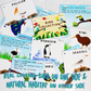 Birds with Flashcards - Mumtree Arena Private Limited